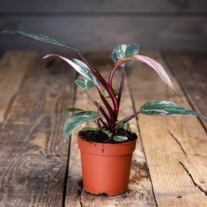 philodenrom pink princes