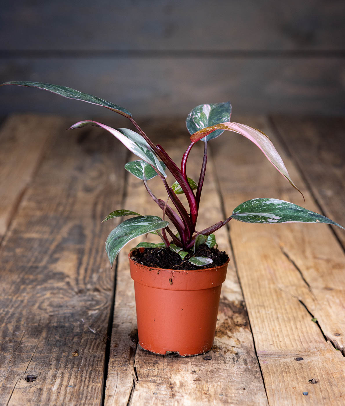 philodenrom pink princes