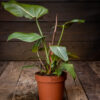 Köynnösvehka Summer Glory, Philodendron 'Summer Glory', tummanvihreät sydämenmuotoiset lehdet vaaleilla suonilla, kasvi kasvatusruukussa puupöydällä.