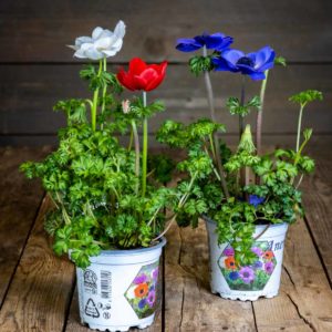 Kolme eriväristä kruunuvuokkoa valkoisin, punaisin ja sinisin kukin muoviruukuissa puisella pöydällä.