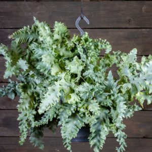 Kultaimarre amppelissa