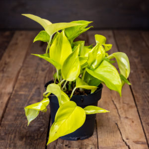 Kirkkaan neonvihreä Kultaköynnös 'Champs Elysees' -kasvi mustassa ruukussa puisella pöydällä.