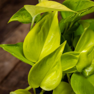 neonvihreä viherkasvi