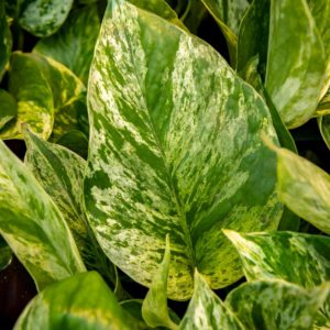 Kultaköynnös valkokirjavat lehdet