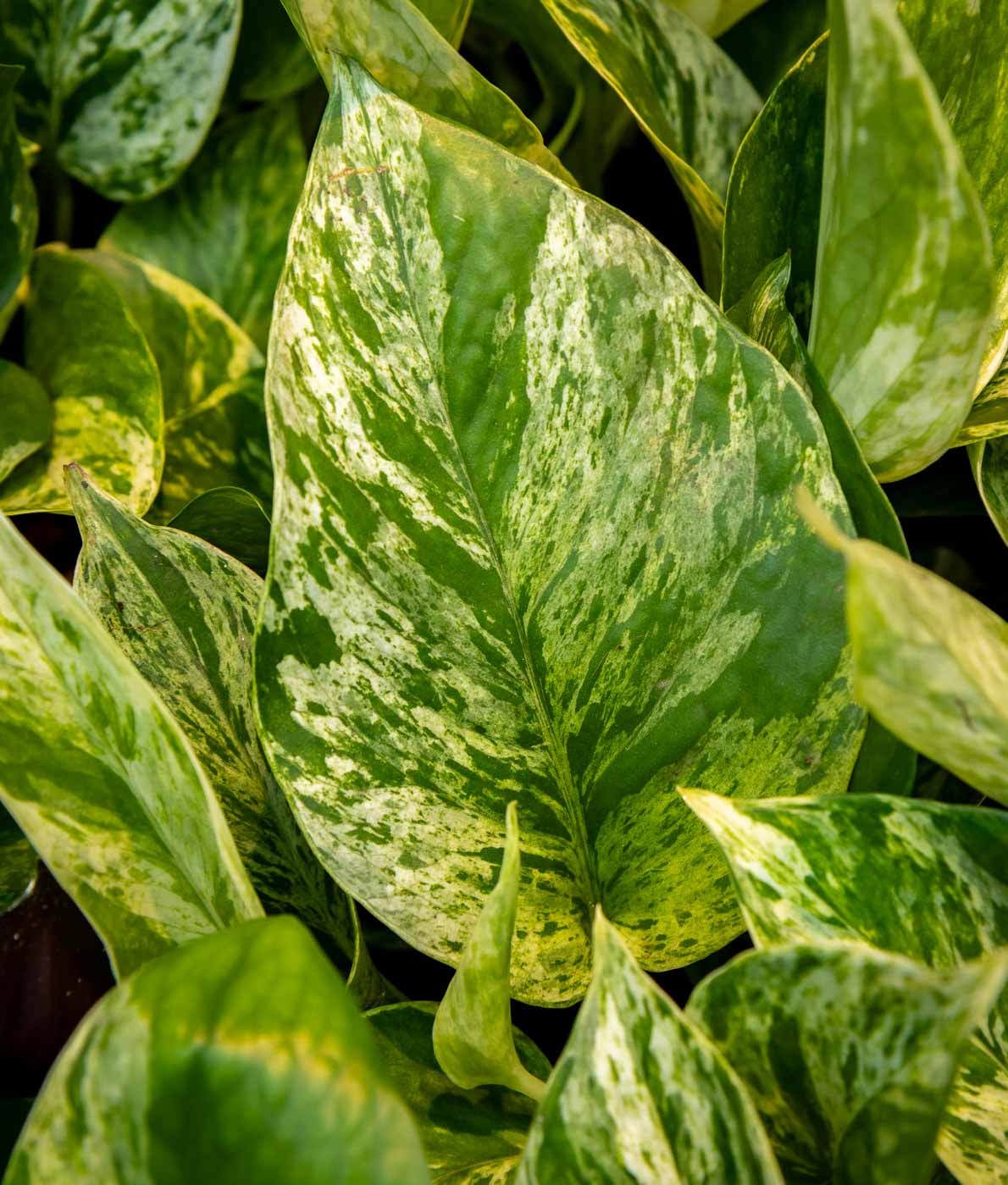 Kultaköynnös valkokirjavat lehdet