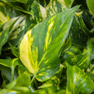 Kultaköynnös N'Joy Gold lehdet