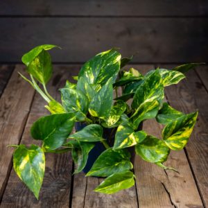 kultaköynnöksen lehtiä