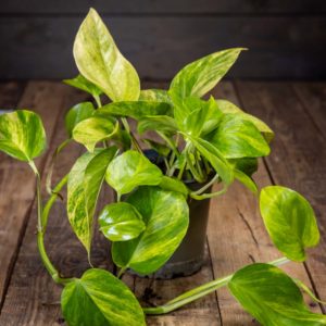 Kultaköynnös 'Neon Queen' -kasvi, jolla on neonvihreää ja valkoista kirjavuutta, harmaassa ruukussa puisella pöydällä.