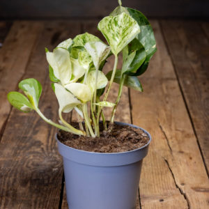 Nuori Kultaköynnös 'Neon Queen' -kasvi, jolla on neonvihreää ja valkoista kirjavuutta, harmaassa ruukussa puisella pöydällä.