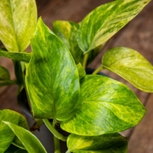 Kultaköynnös 'Neon Queen' -kasvi, jolla on neonvihreää ja valkoista kirjavuutta, harmaassa ruukussa puisella pöydällä.