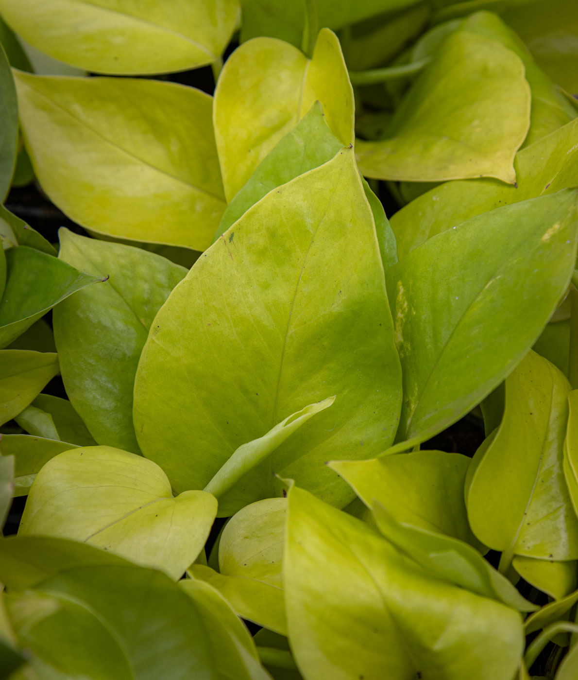 Kultaköynnös keltaisilla lehdillä