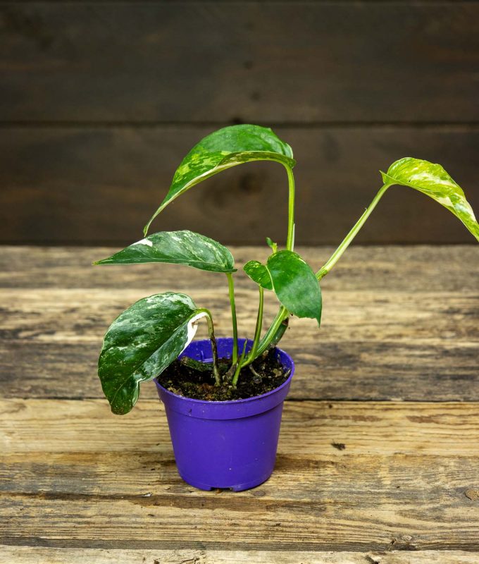 Kultak ynn s Pinnatum Variegata Oma Tuotanto Pukinm en Puutarha kultak-ynn-s-pinnatum-variegata-oma-tuotanto-pukinm-en-puutarha