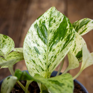 Epipremnum Snow Leopard Kirjavalehtinen kultaköynnös Lumileopardi kultaköynnös Helppohoitoinen amppelikasvi