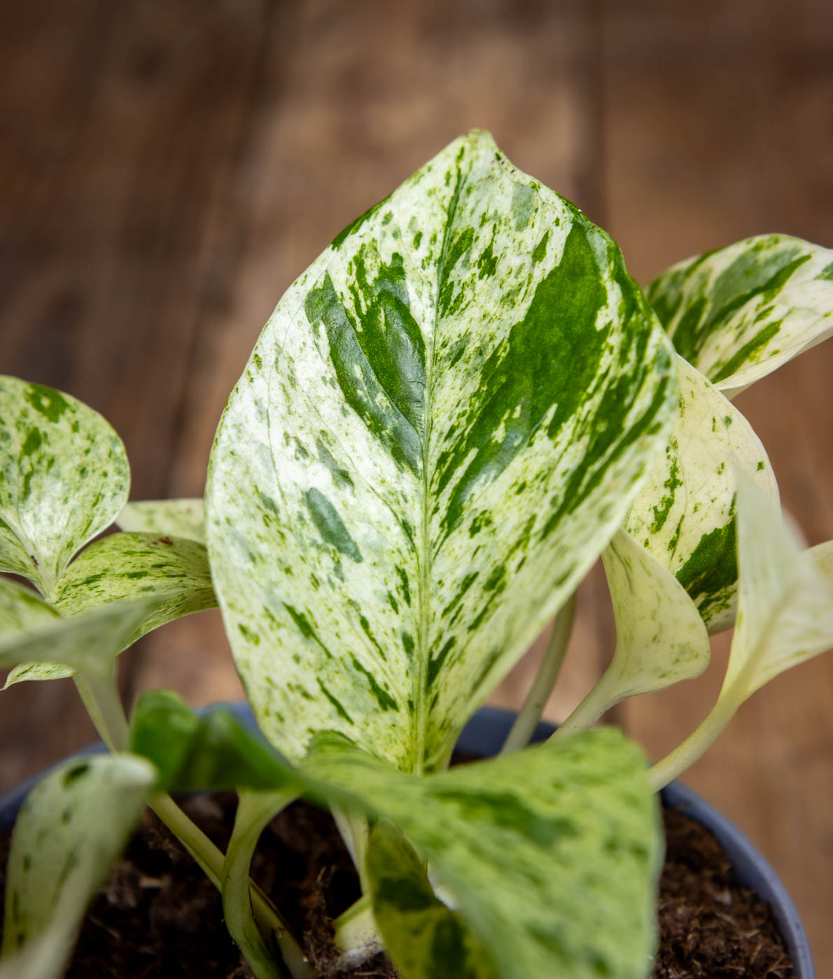 Epipremnum Snow Leopard Kirjavalehtinen kultaköynnös Lumileopardi kultaköynnös Helppohoitoinen amppelikasvi