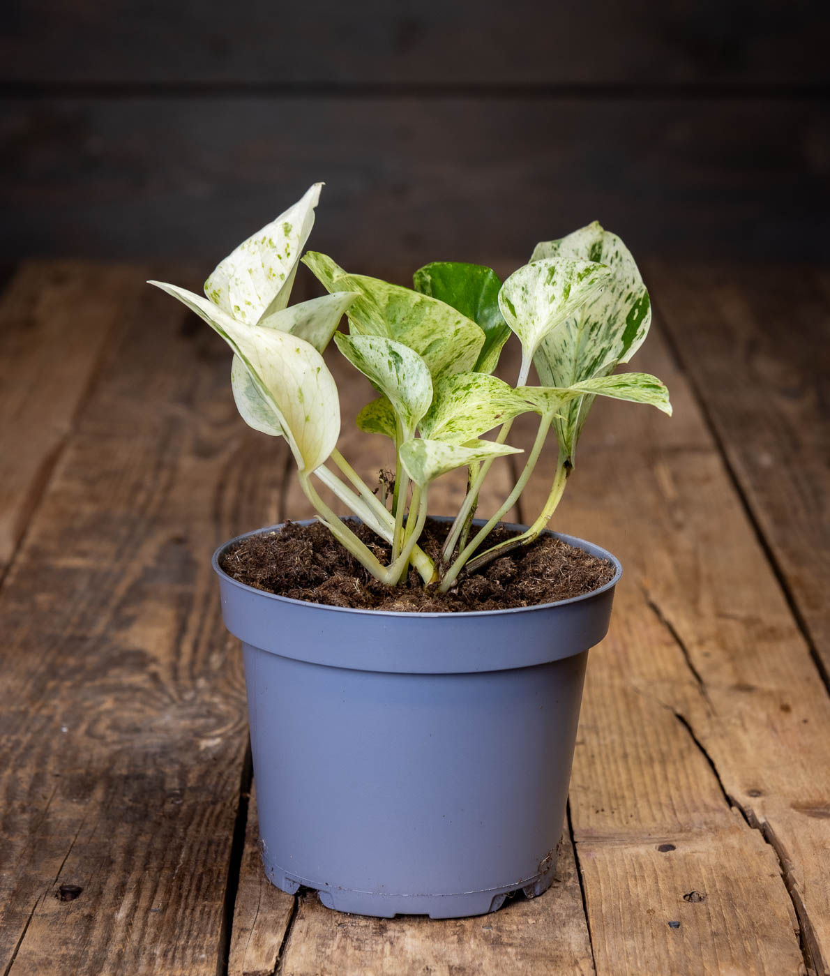 Kultaköynnös 'Snow Leopard', jossa on valko-vihreää kirjavuutta, harmaassa ruukussa puisella pöydällä.