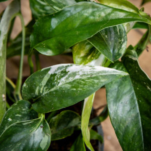 Kultaköynnös Variegata valkokirjavia lehtiä