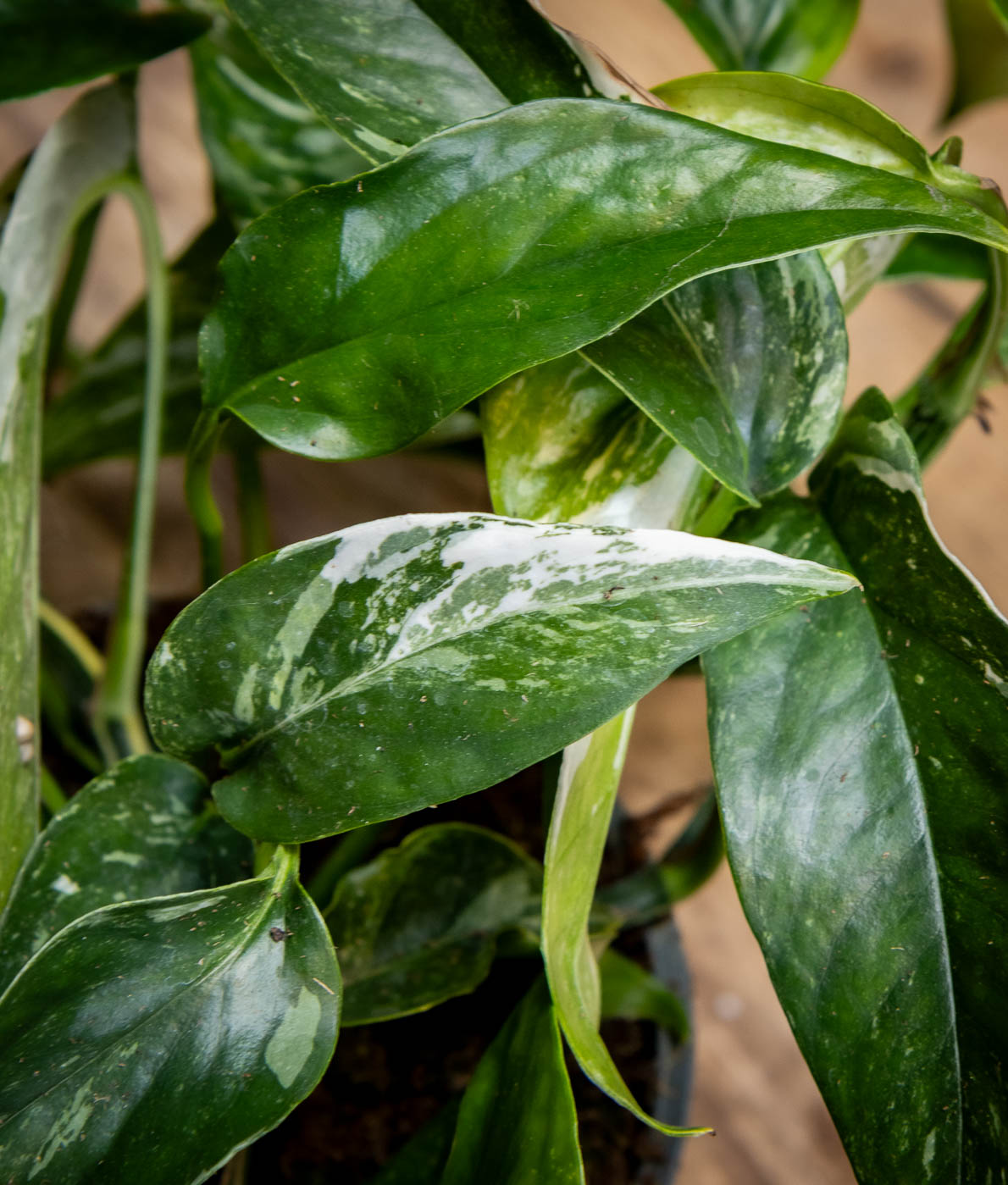 Kultaköynnös Variegata valkokirjavia lehtiä