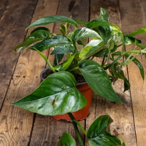 Valkokirjava Kultaköynnös Variegata (Epipremnum) istutusruukussa puisella pöydällä.