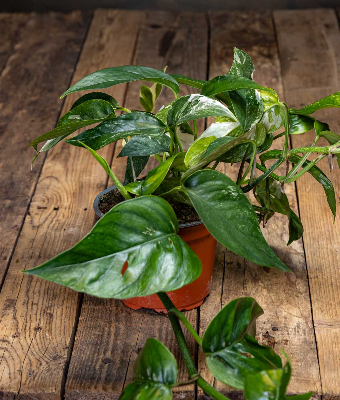 Valkokirjava Kultaköynnös Variegata (Epipremnum) istutusruukussa puisella pöydällä.