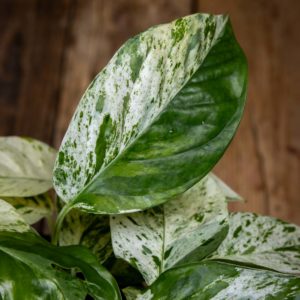 valkoinen kultaköynnös lehti