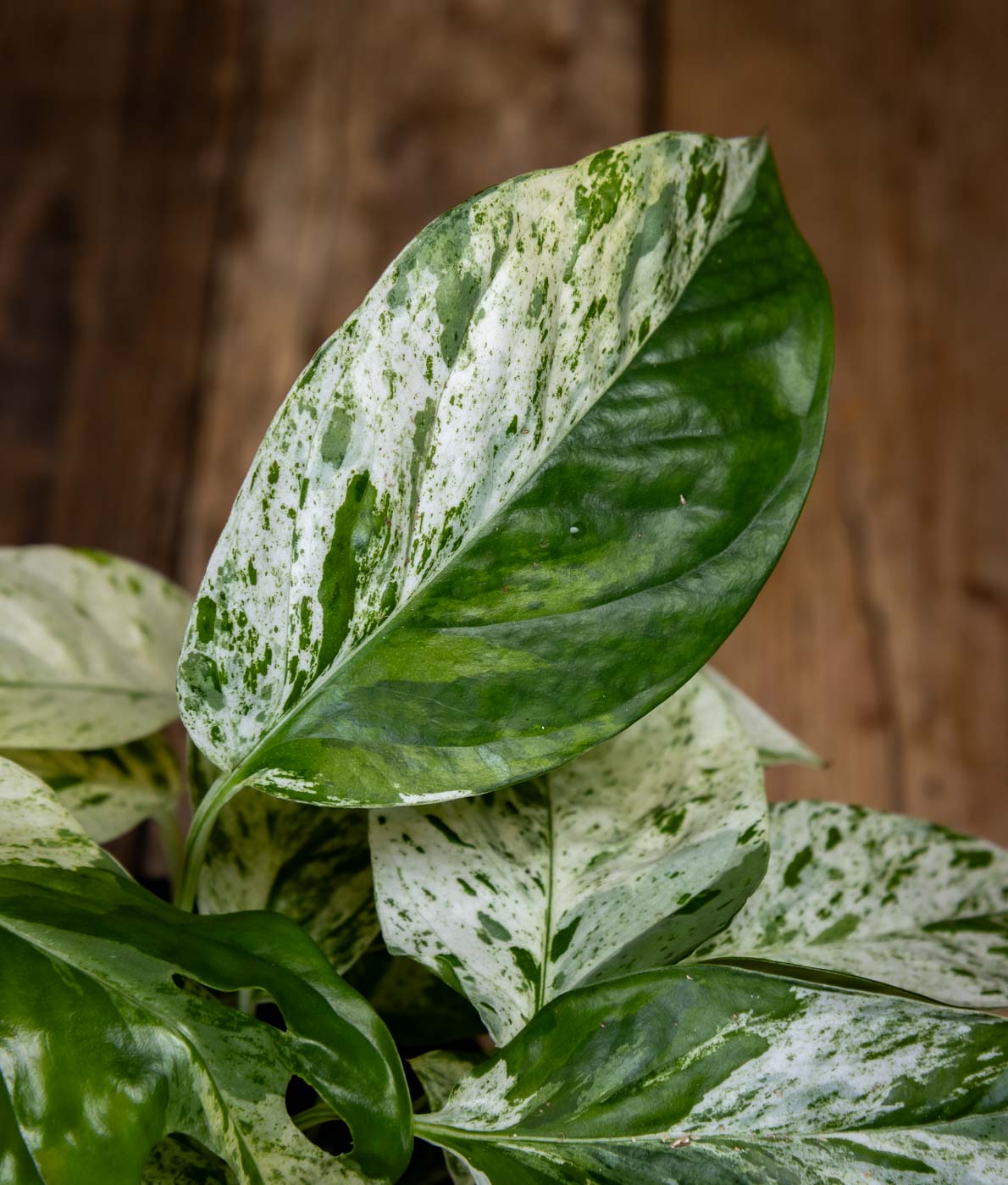 valkoinen kultaköynnös lehti