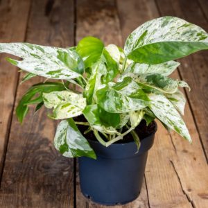 Vihreä-valkoinen marmoroitu Kultaköynnös Marble Variegata -kasvi tummassa ruukussa puisella pöydällä.