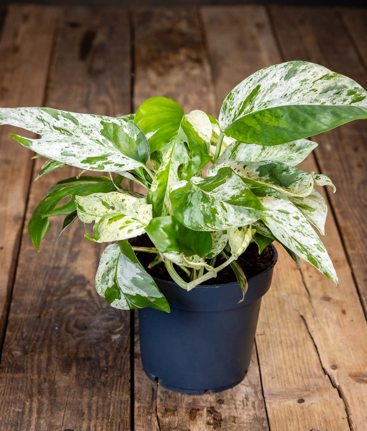 Vihreä-valkoinen marmoroitu Kultaköynnös Marble Variegata -kasvi tummassa ruukussa puisella pöydällä.
