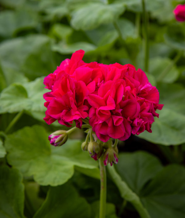 Pelargoni kukka