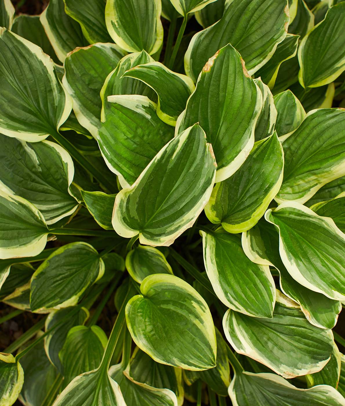 Kuunlilja First Frost
