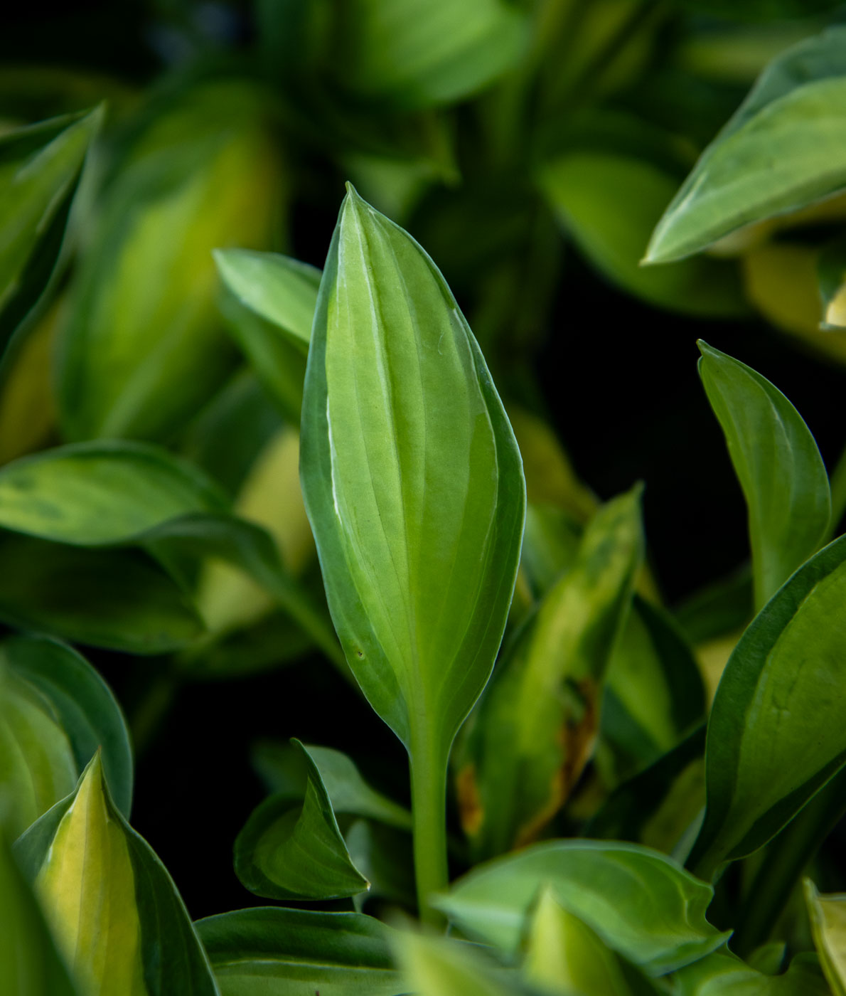 Kuunlilja Gypsy Rose (Hosta) perennan pystykasvuinen lehti, jossa on raikas keltavihreä keskusta ja tummanvihreät reunat.