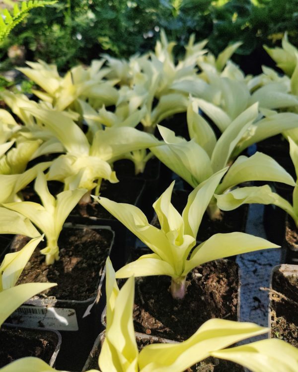 Kirjokuunlilja White Feather