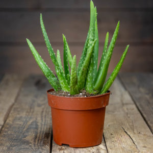 Lääkeaaloe