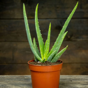 lääkeaaloe ruukussa