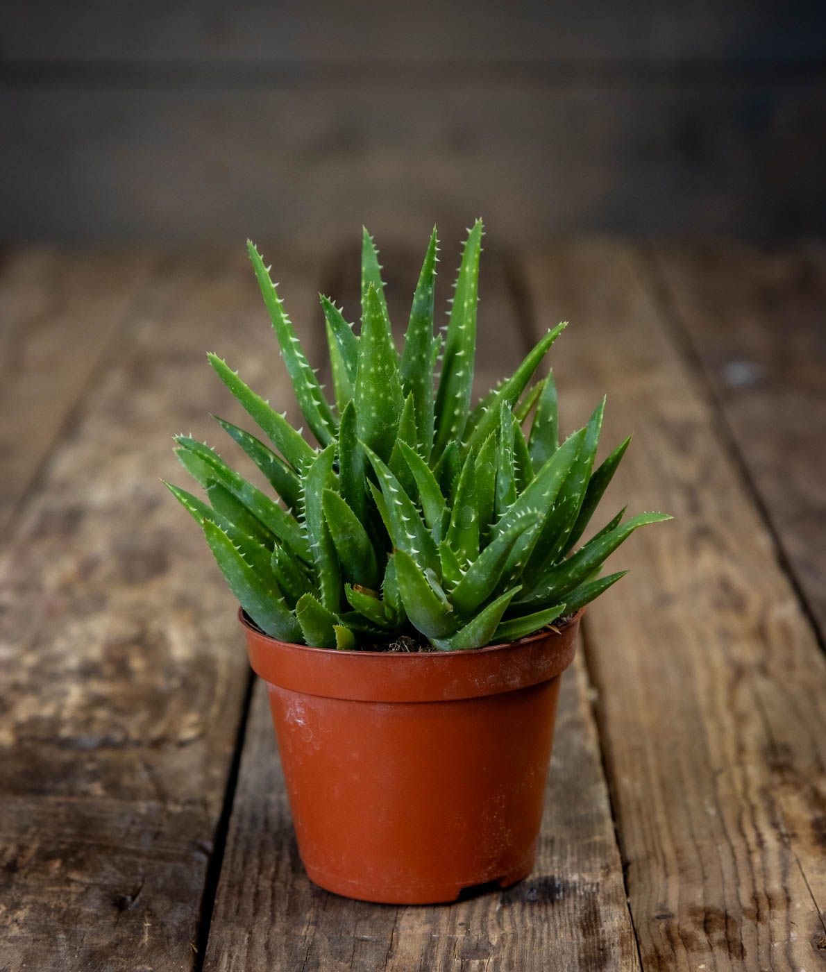 Lääkealoe Verini ruukussa, tiivis rosetti hammaslaitaisia vihreitä lehtiä