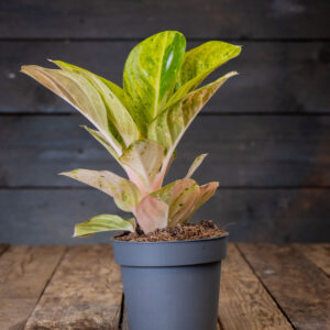 Kirjavalehtinen laikkuvehka Apple Fantasy (Aglaonema) harmaassa muoviruukussa puualustalla.