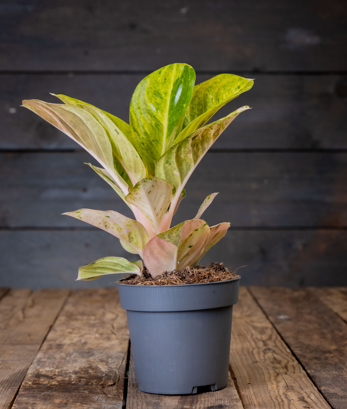 Kirjavalehtinen laikkuvehka Apple Fantasy (Aglaonema) harmaassa muoviruukussa puualustalla.