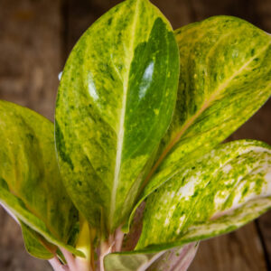Kirjavalehtinen laikkuvehka Apple Fantasy (Aglaonema) harmaassa muoviruukussa puualustalla.