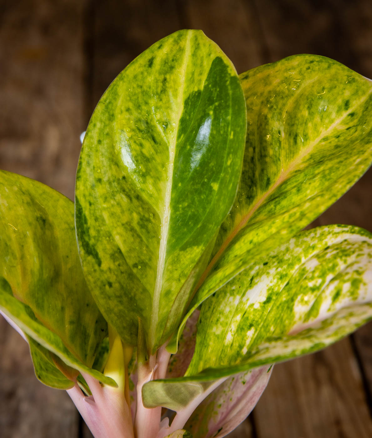 Kirjavalehtinen laikkuvehka Apple Fantasy (Aglaonema) harmaassa muoviruukussa puualustalla.
