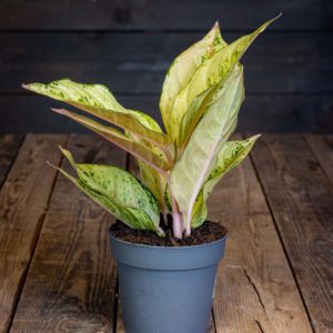 Laikkuvehka Chartreuse Pretty