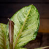 aglaomena