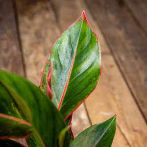 Laikkuvehka Jungle Red lehdet