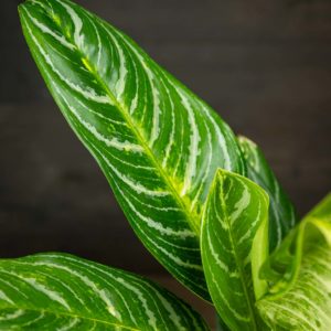 Laikkuvehka Key Lime lehti