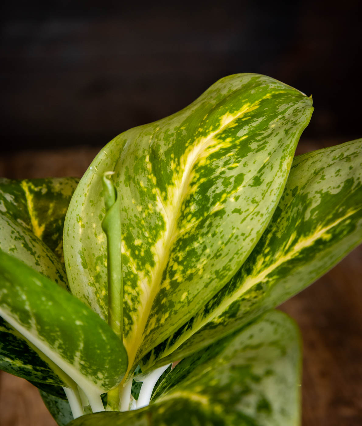 Laikkuvehka Lemon Mint - Image 2