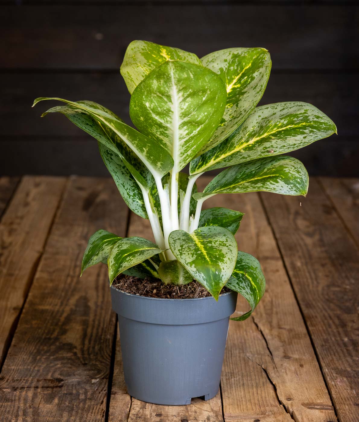 Laikkuvehka