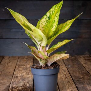 Kirjavalehtinen laikkuvehka Pastella (Aglaonema) harmaassa muoviruukussa puualustalla.