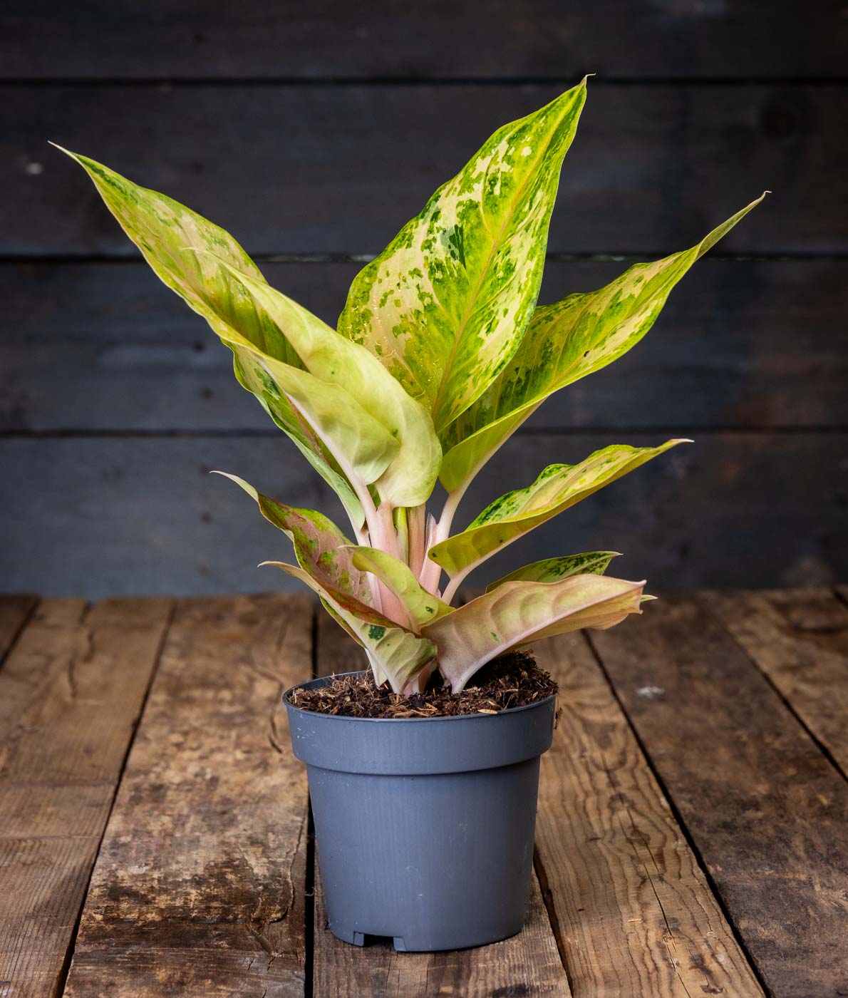Kirjavalehtinen laikkuvehka Pastella (Aglaonema) harmaassa muoviruukussa puualustalla.
