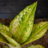 Kirjavalehtinen laikkuvehka Pastella (Aglaonema) harmaassa muoviruukussa puualustalla.