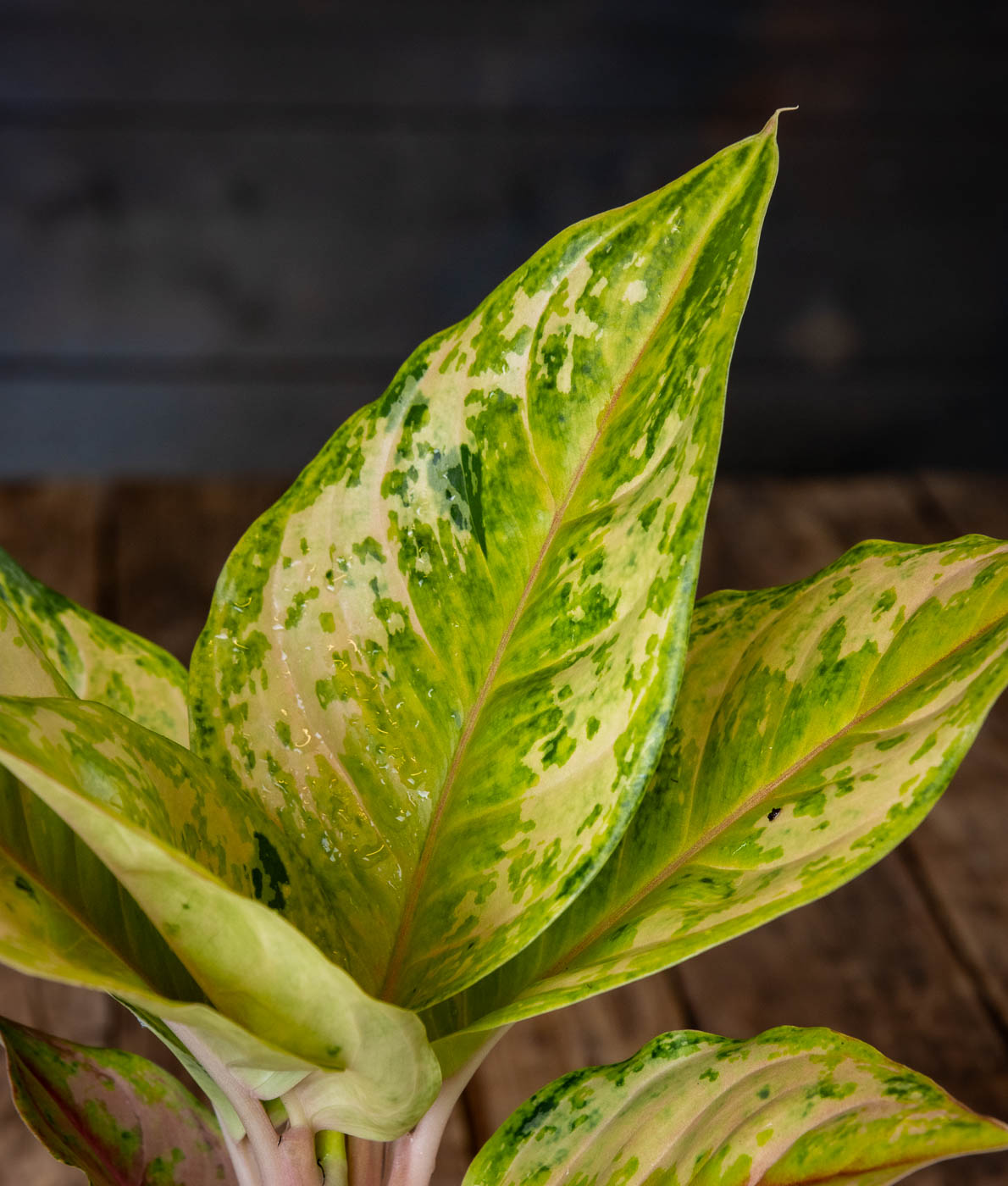 Kirjavalehtinen laikkuvehka Pastella (Aglaonema) harmaassa muoviruukussa puualustalla.