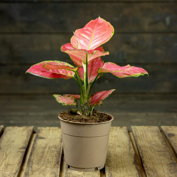 Laikkuvehka Pink Star