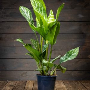 Laikkuvehka Stripes viherkasvi ruukussa, tummanvihreät lehdet valkoisilla raidoilla.